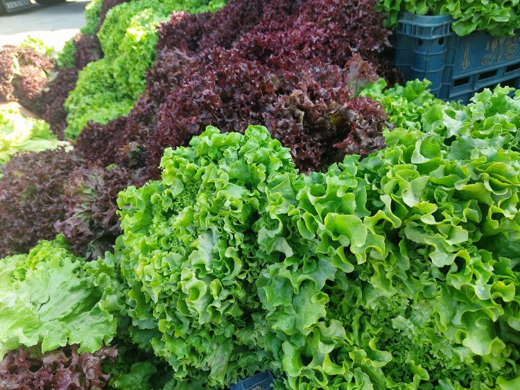 Bilecik’te tarımsal kalkınmaya Özel İdare desteği