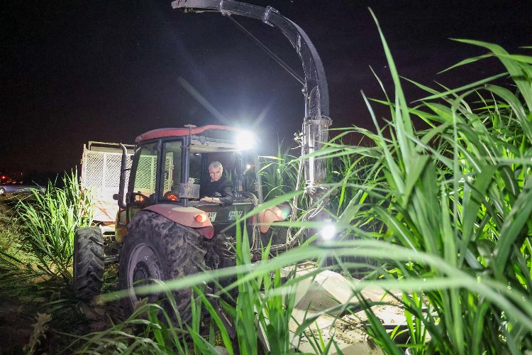 Mucize ‘pakong’ bitkisiyle Sakarya’da ilk.. Hayvancılık cazip hale gelecek