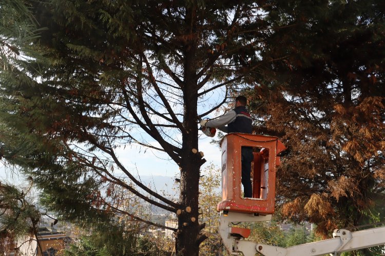 İzmit’te tehlikeli ağaca belediye müdahalesi