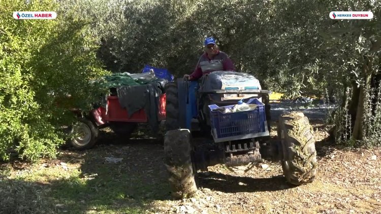 Trilye’nin kara incisi sofralarımıza nasıl geliyor? İşte zeytinin serüveni…