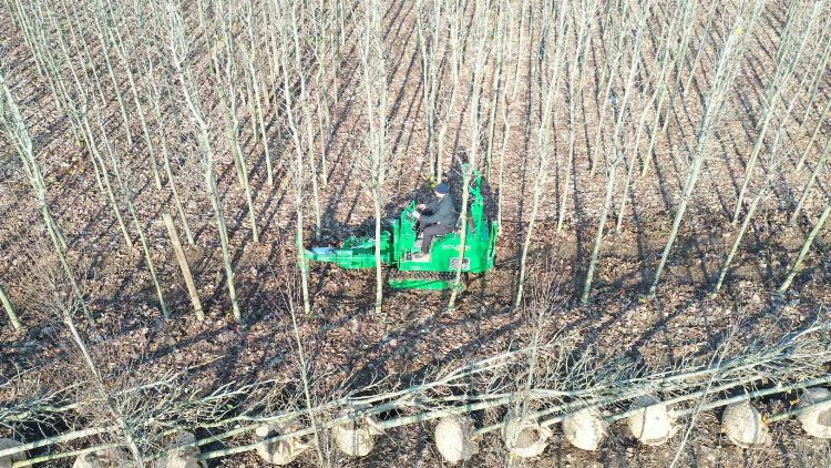 Kocaeli’nin yetiştirdiği fidanlar kente nefes oluyor