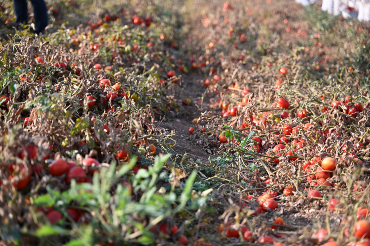 Bursa Karacabey’de Başkan Karabatı’dan çiftçiye destek