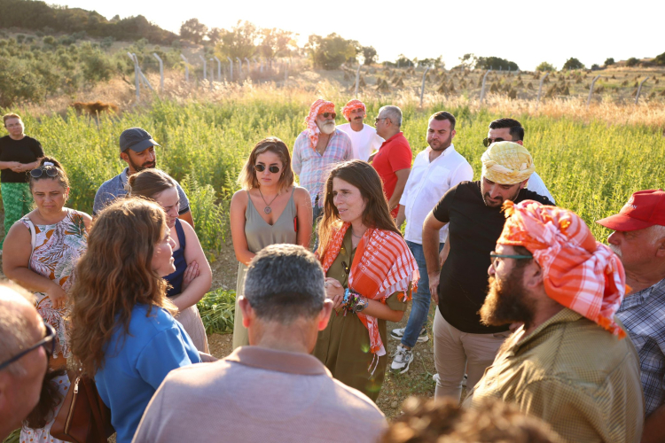 İzmir Çeşme’de ata tohumu susamda ilk hasat