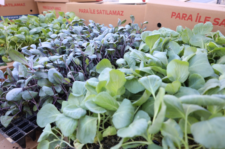 İzmit’te 500 bine yakın lahana fidesi dağıtıldı