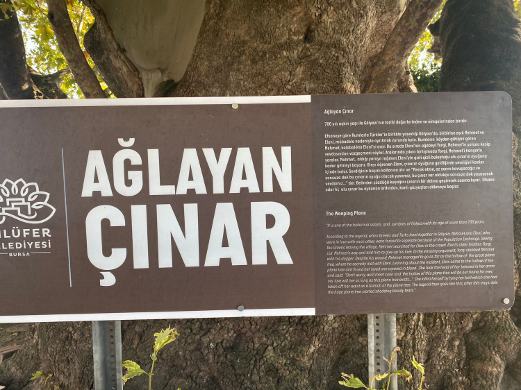 Bursa’da gözyaşı akıtan Çınar, turistlerin ilgi odağı