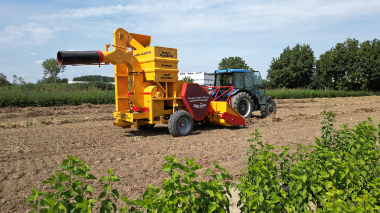 Cerrah Kuru Fasulyesinin hasadı başladı