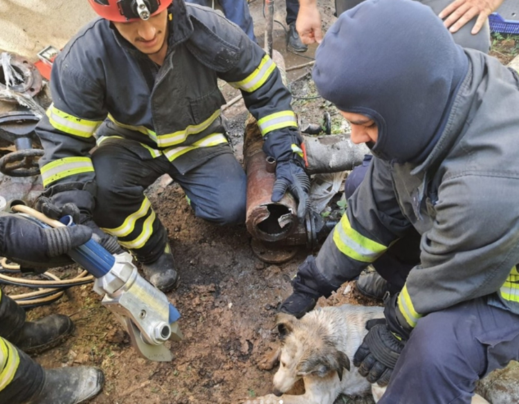 Kocaeli can dostları koruyor ve yaşatıyor