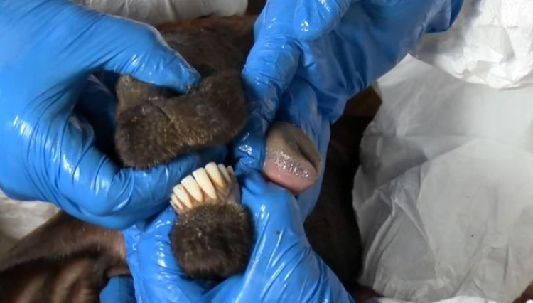 Adana’da ortaya çıkan mavi dil hastalığı bulaşıcı mı?