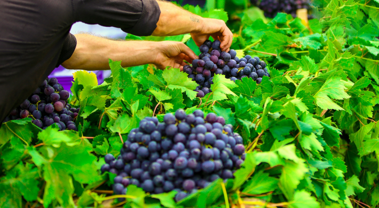 Karabağlar Kavacık Karnavalı İzmir’de