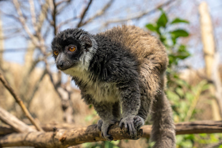 Lemur türlerinin korunmasına dikkat çekildi
