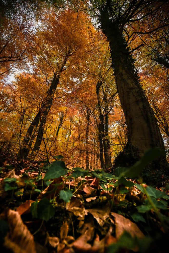 Bilecik Pazaryeri Sonbahar’da başka güzel