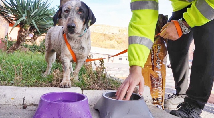 İstanbul İETT’nin patili ailesi büyüyor