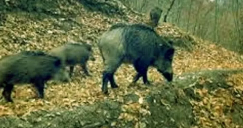 Artvin’de kaçak avcılara para cezası!