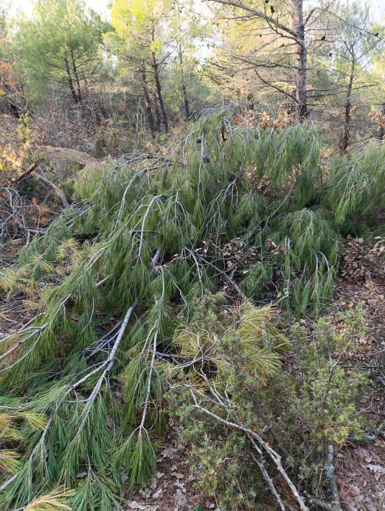 Keşan Sarıkız’da ağaç katliamı! Bu ağaçları kim ve ne için kesti?