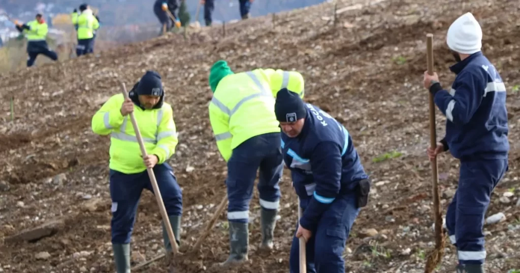 Kocaeli’de 4 bin ağaç toprakla buluşturuluyor