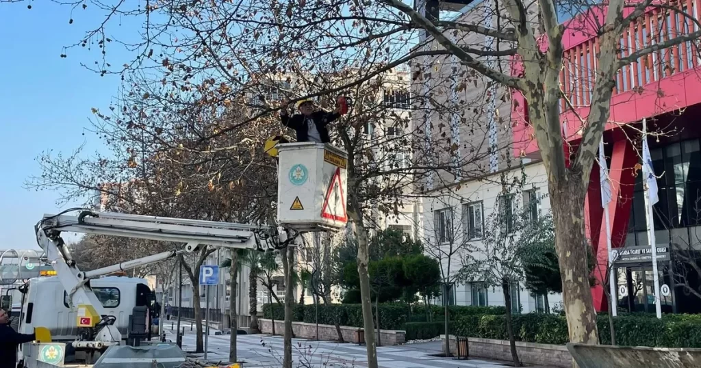 Manisa’da çınar ağaçlarına kış bakımı