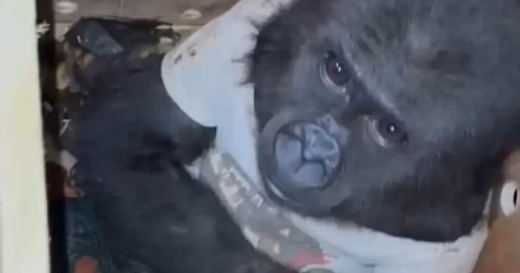 Ufaklığın durumu şu an iyi… Eve geri dönecek!