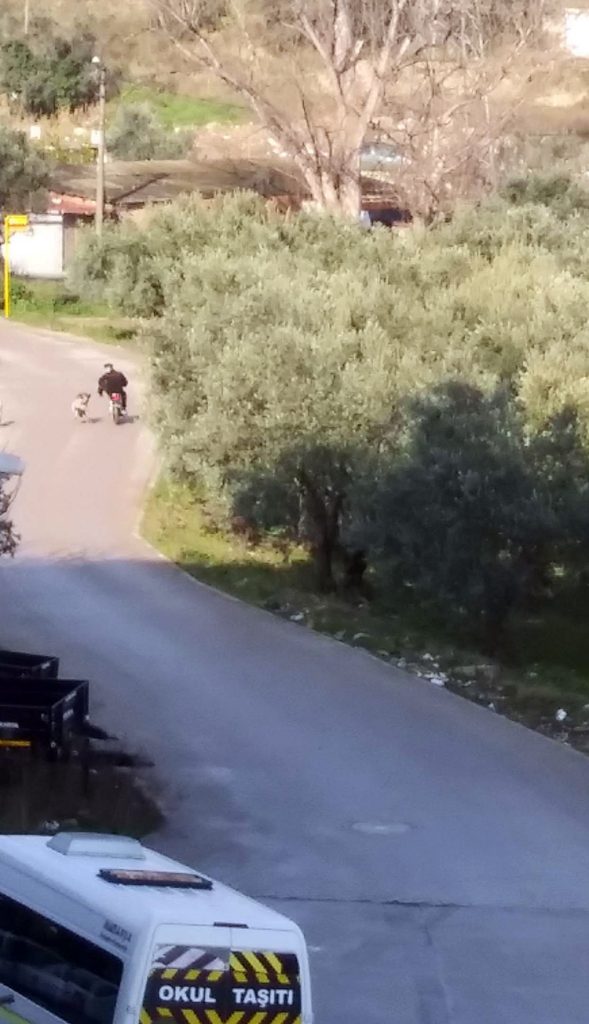 Mudanya’da başıboş köpeklerin ‘sürü’ tedirginliği!