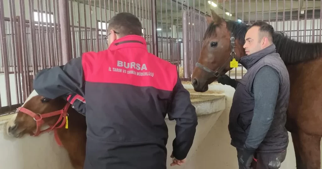 Tay tescil işlemleri Bursa’da sürüyor