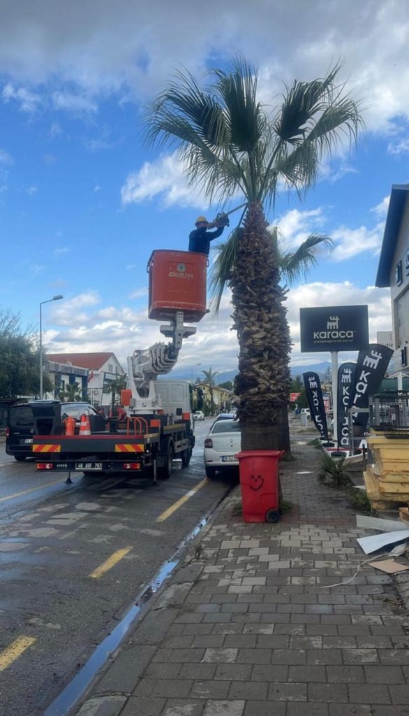 Muğla’da ağaçlara gençlik aşısı