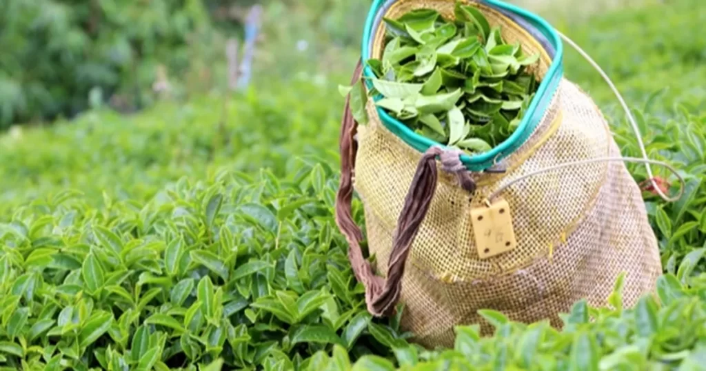 2025 yaş çay alım fiyatı açıklandı