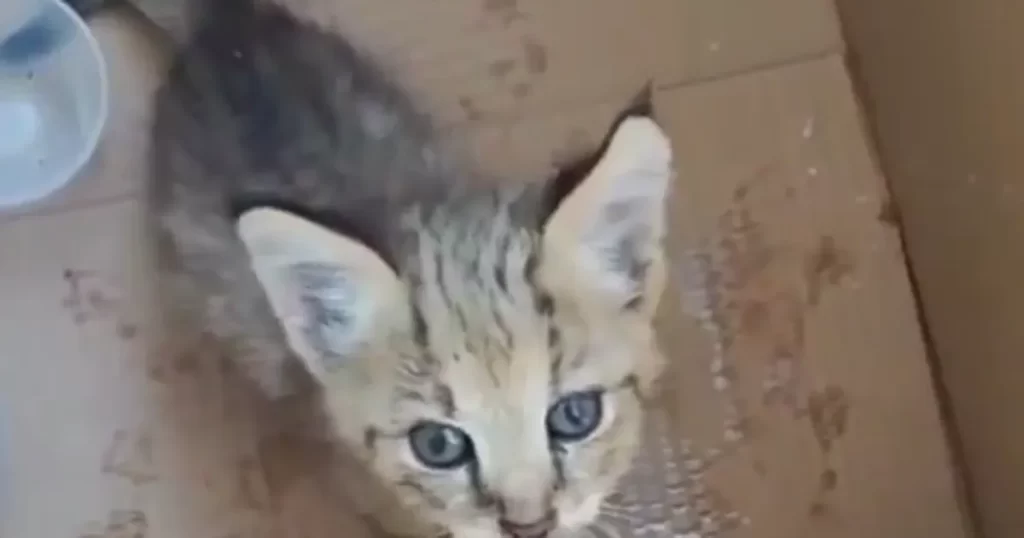 Cizre’de yavru saz kedisi koruma altında