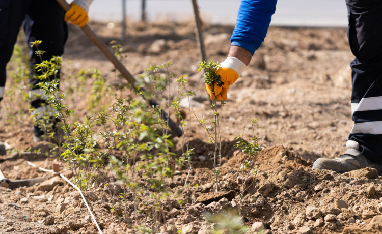 İzmir ‘daha yeşil’ olacak
