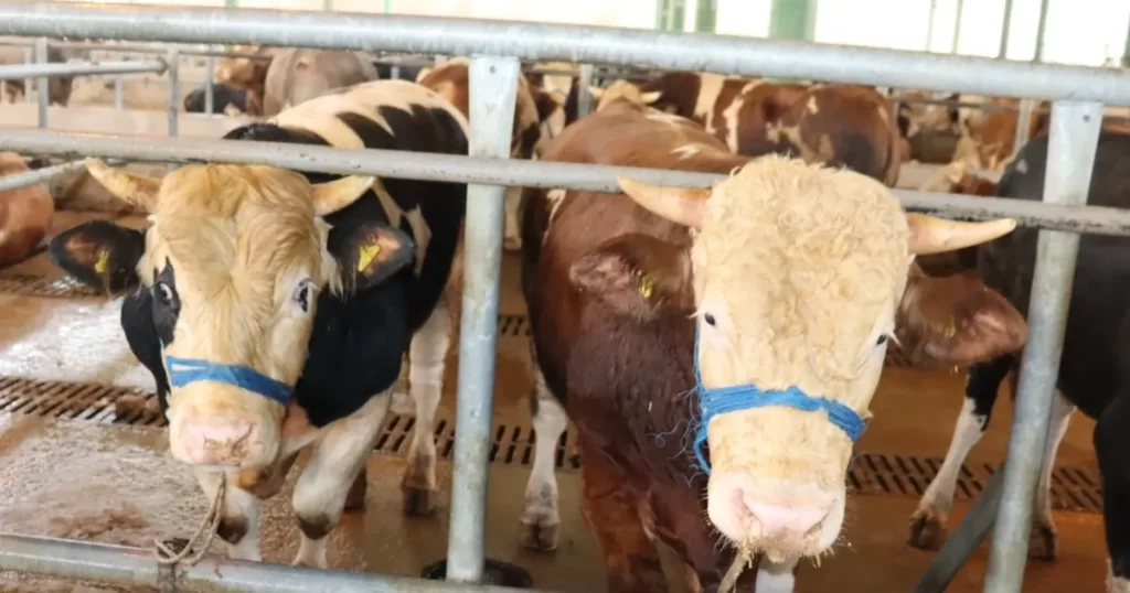 İzmit’te kurbanlık satışları başladı