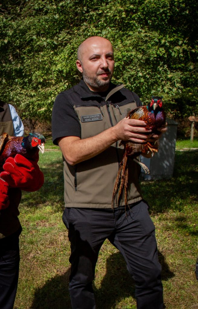 Kahverengi kokarcaya karşı sülün desteği