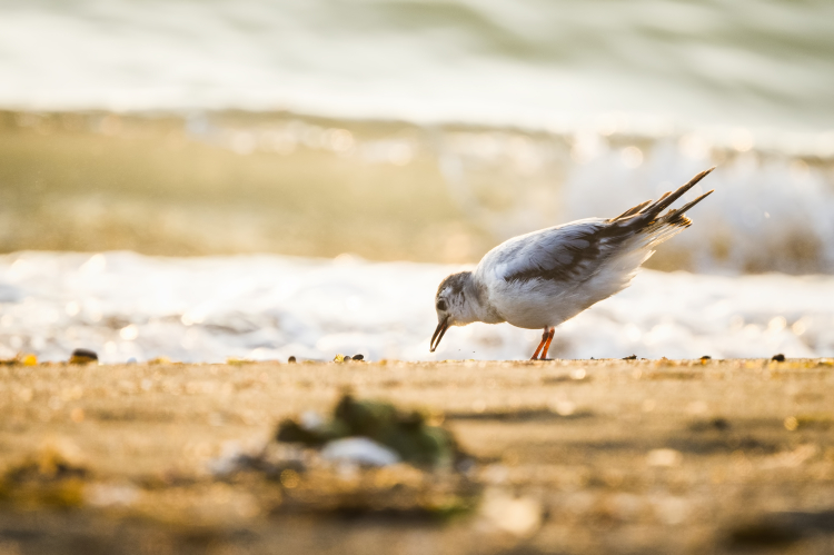 Mileyha Kuş Cenneti için SİT hazırlığı
