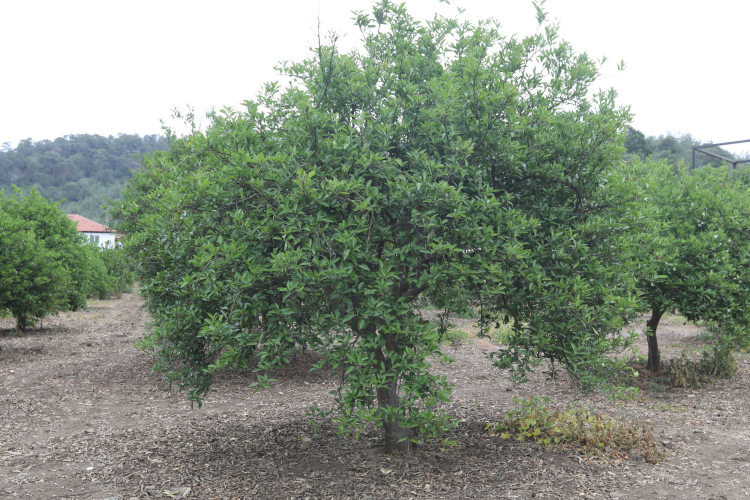 Muğla’da zirai donun yaraları sarıldı