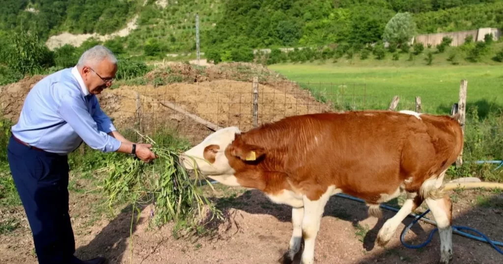 Ordu Büyükşehir besicilerin yüzünü güldürdü