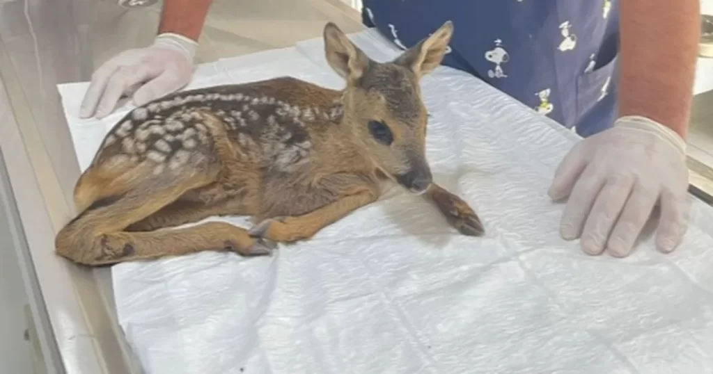 Yavru karaca korumaya alındı