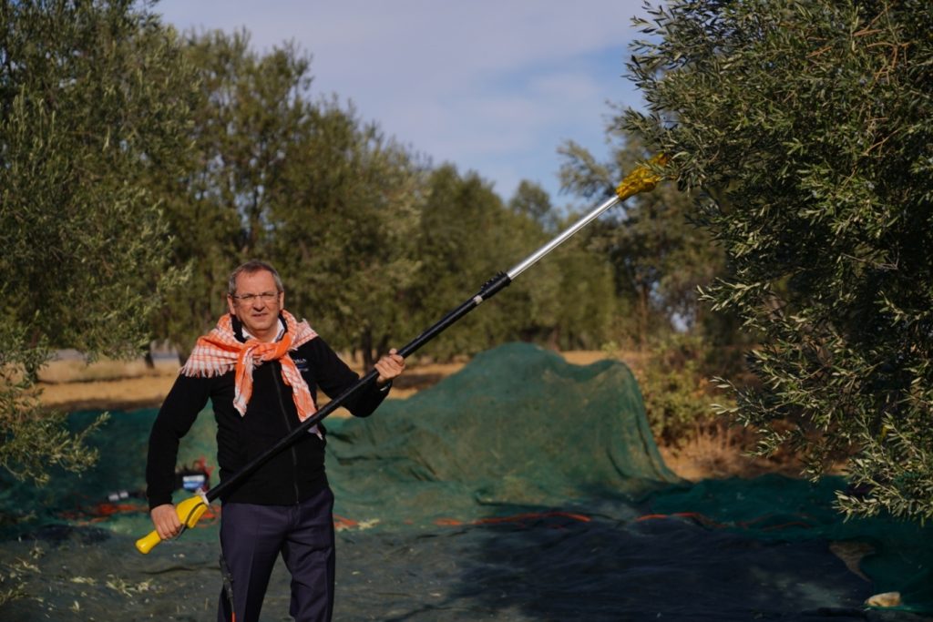 Festival Coşkusu Ayvalık’ta Başlıyor: Zeytin Hasadına Kültür ve Sanat Eşlik Edecek