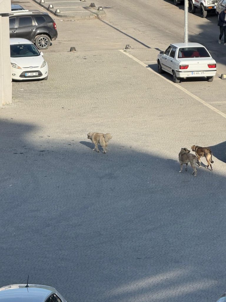 EDREMİT’TE SOKAK KÖPEKLERİ TEHLİKE SAÇIYOR: VATANDAŞLAR BELEDİYEYE TEPKİLİ