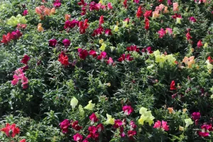 Antalya’da kışlık çiçeklerle rengarenk kent silüeti