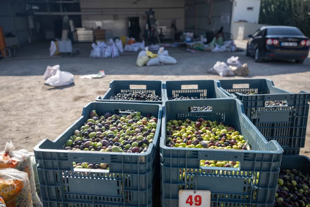 İzmir Bornova’da zeytin dalından sofraya ücretsiz ulaşım