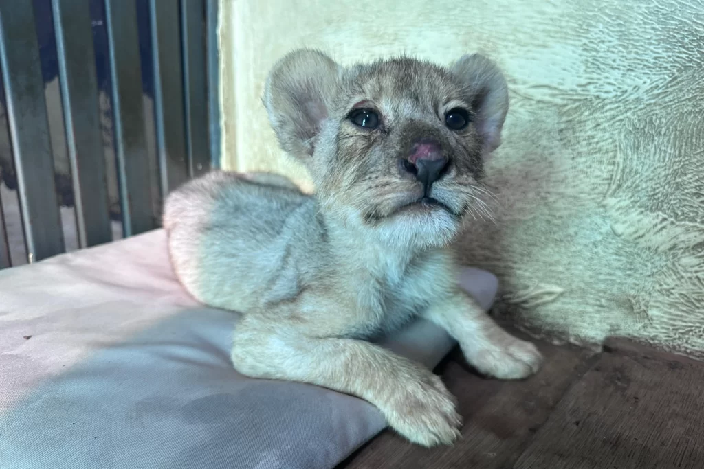 Tuzla’da kaçak aslan yavrusu kurtarıldı… Tedavisi Aslan Park’ta sürüyor