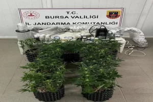 Bursa İnegöl’de evde esrar üretimine Jandarma baskını