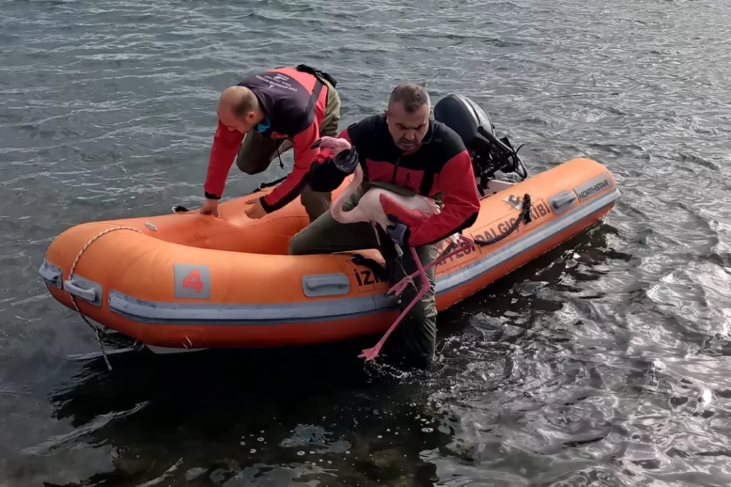 İzmir İtfaiyesi ayağına misina dolanan flamingoyu kurtardı