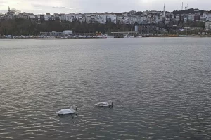 Şile Limanı’nda nadir görüntü… İki kuğu ilgi odağı oldu