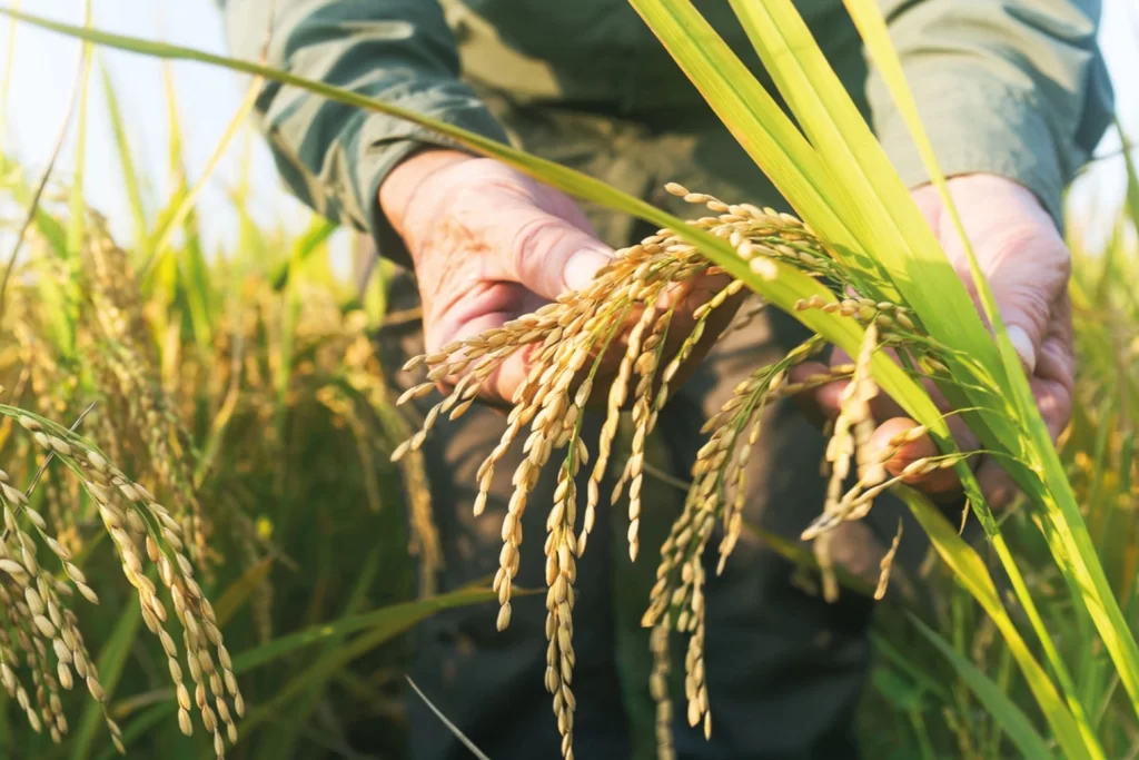 TMO çeltik alım fiyatlarını açıkladı… Alımlar ayın 26’sında başlıyor