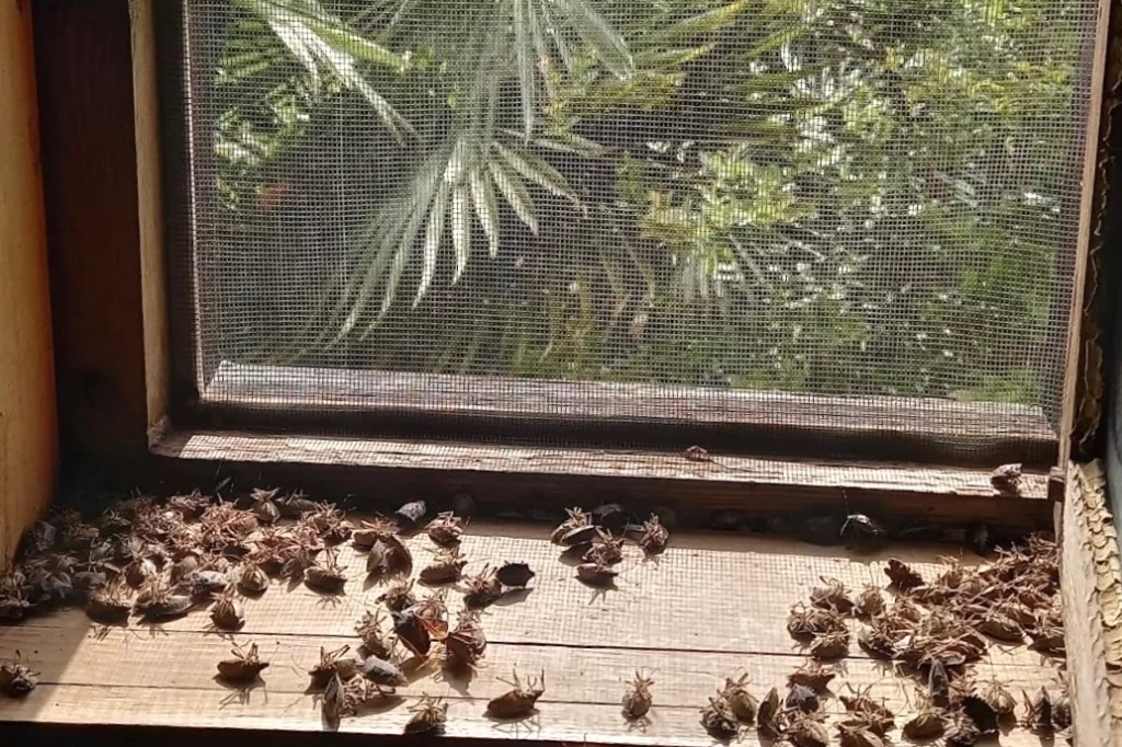 Sakaryalı akademisyenin feromonu esarete ‘ilaç’ oldu… Binlerce kokarcanın istila kabusunu TUTSAK’la bitirdi