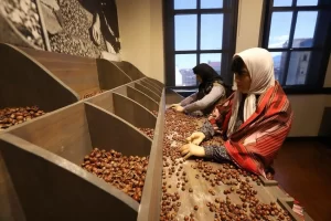 Türkiye’nin ilk fındık müzesi yoğun ilgi görüyor