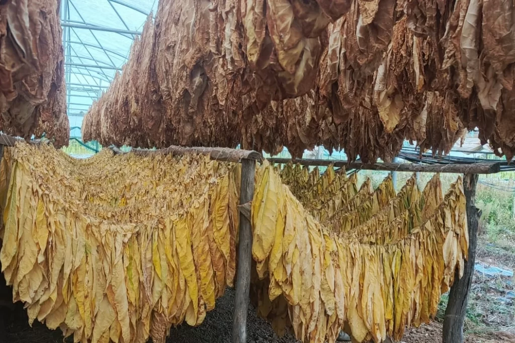 Bilecik Pazaryeri’nde tarımda yeni hamle… Tütün ve İpekböcekçiliği için ilk adım