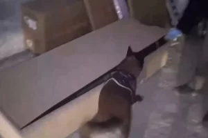 İstanbul’da hassas burun ‘Leydi’ operasyonda