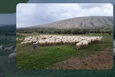 Kırsalda Bereket Projesi hazırlığı… 150 bin küçükbaş dağıtılacak