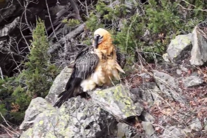 Artvin’de yaralı sakallı akbaba yeniden doğaya döndü