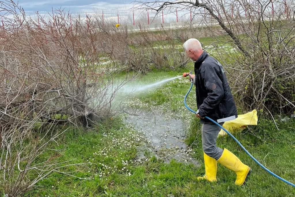 Enez’de larva ilaçlaması başladı