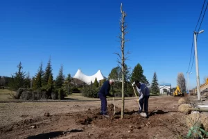 Eskişehir Sazova Parkı’nda kavakların yerini çınarlar alıyor